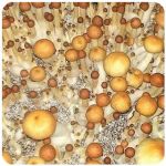 Псилоцибиновые (галлюциногенные)  грибы Psilocybin "Golden Teacher" в Козьмодемьянске