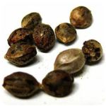Семена марихуаны АК-47  (Seeds AK-47) в Козьмодемьянске